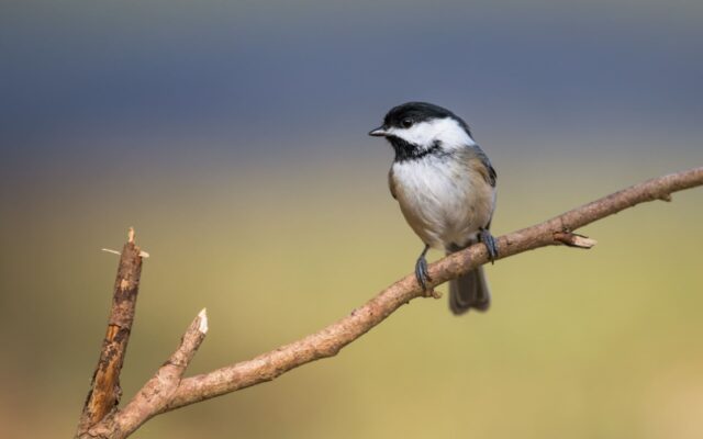 ornitolog warszawa - sikorka na gałęzi