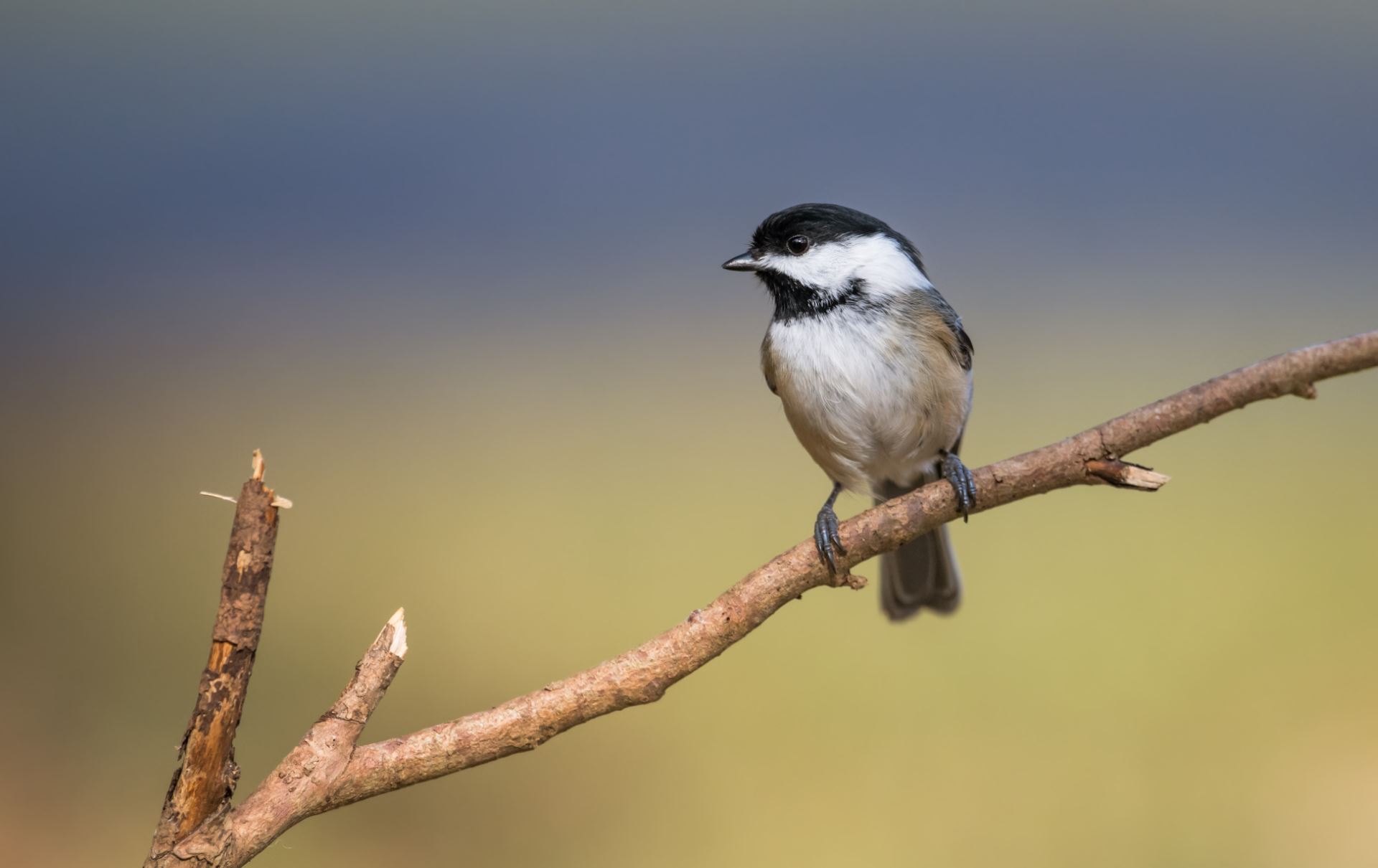 ornitolog warszawa - sikorka na gałęzi
