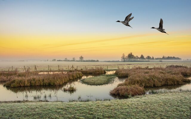 ornitolog warszawa - para lecących kaczek