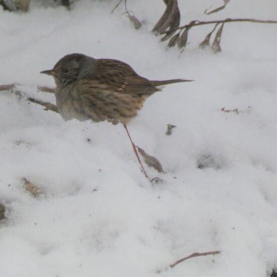 Ornitolog Artur Koliński - opinie ornitologiczne Warszawa
