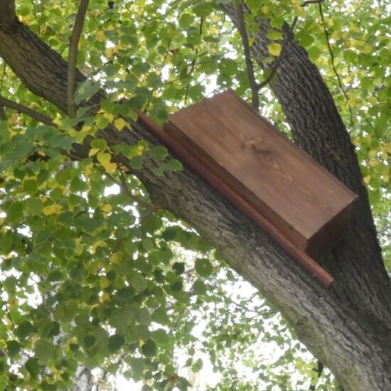 Ornitolog Artur Koliński - opinie ornitologiczne Warszawa