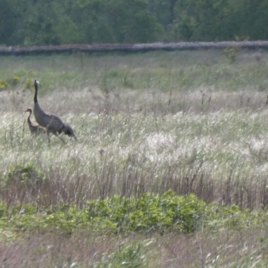 Ornitolog Artur Koliński - opinie ornitologiczne Warszawa