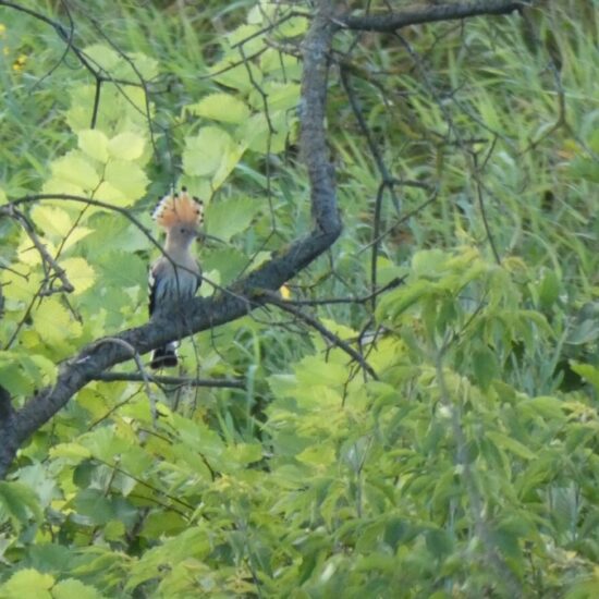 Ornitolog Artur Koliński - opinie ornitologiczne Warszawa