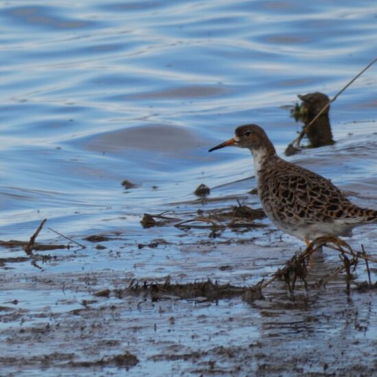 Ornitolog Artur Koliński - opinie ornitologiczne Warszawa