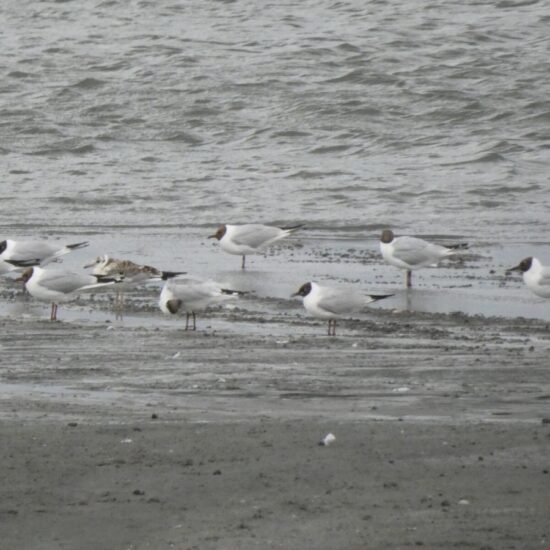Ornitolog Artur Koliński - opinie ornitologiczne Warszawa