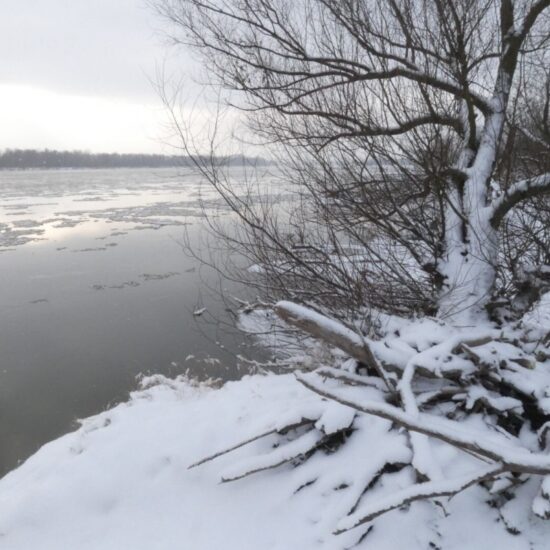 Ornitolog Artur Koliński - opinie ornitologiczne Warszawa