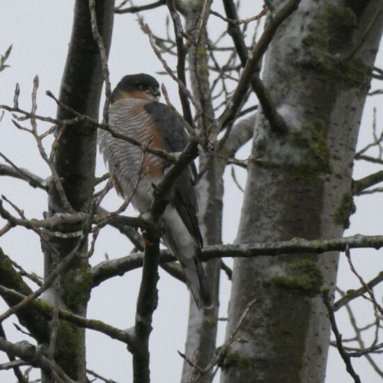 Ornitolog Artur Koliński - opinie ornitologiczne Warszawa