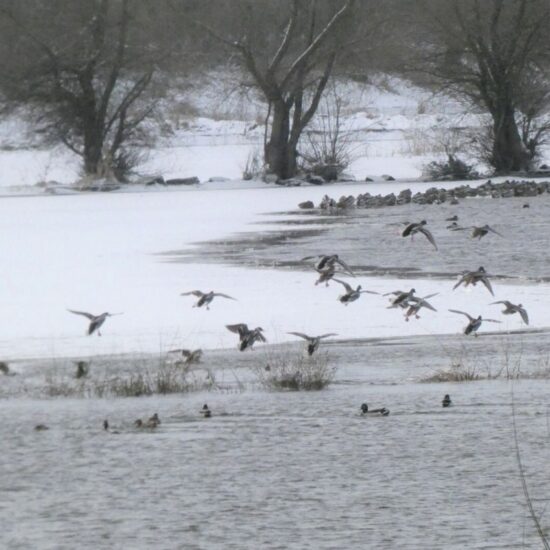 Ornitolog Artur Koliński - opinie ornitologiczne Warszawa