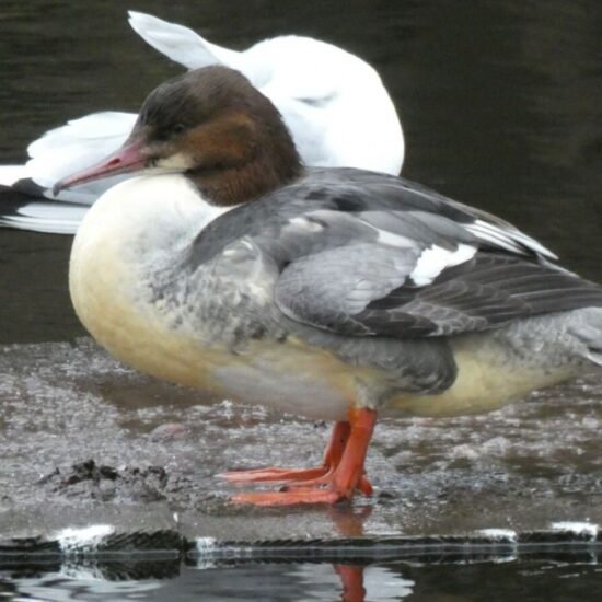 Ornitolog Artur Koliński - opinie ornitologiczne Warszawa