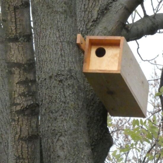 Ornitolog Artur Koliński - opinie ornitologiczne Warszawa