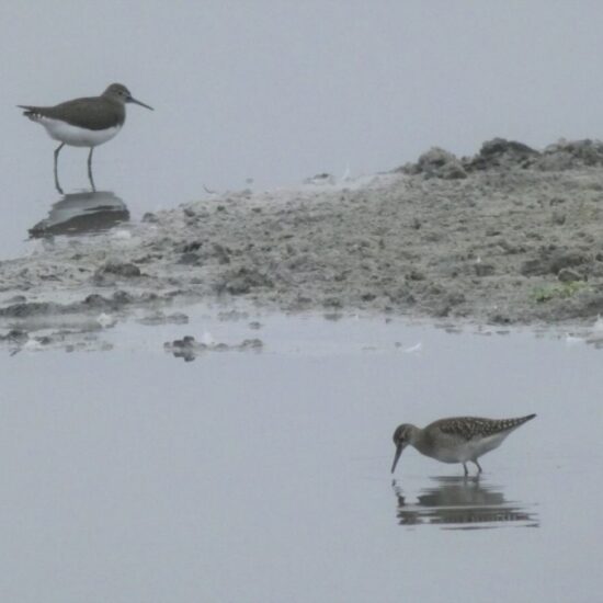 Ornitolog Artur Koliński - opinie ornitologiczne Warszawa