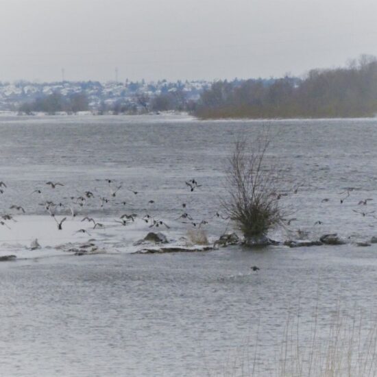 Ornitolog Artur Koliński - opinie ornitologiczne Warszawa