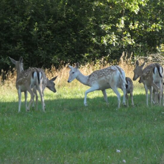 Ornitolog Artur Koliński - opinie ornitologiczne Warszawa