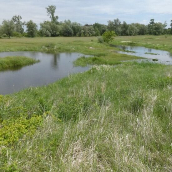 Ornitolog Artur Koliński - opinie ornitologiczne Warszawa