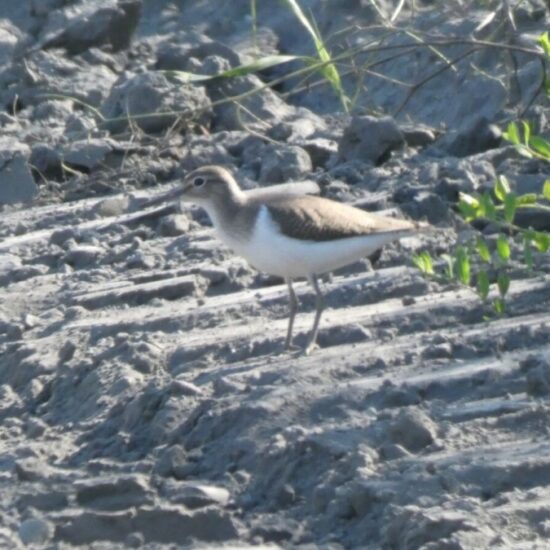 Ornitolog Artur Koliński - opinie ornitologiczne Warszawa