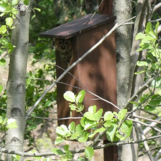 Ornitolog Artur Koliński - opinie ornitologiczne Warszawa