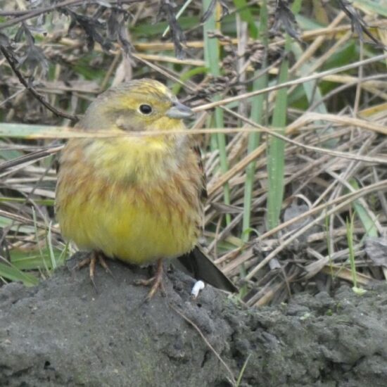Ornitolog Artur Koliński - opinie ornitologiczne Warszawa