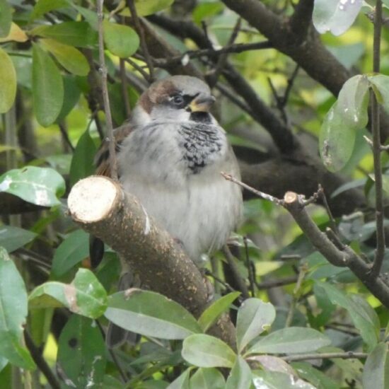 Ornitolog Artur Koliński - opinie ornitologiczne Warszawa