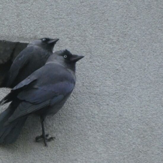 Ornitolog Artur Koliński - opinie ornitologiczne Warszawa