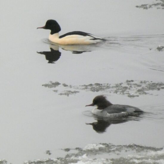 Ornitolog Artur Koliński - opinie ornitologiczne Warszawa