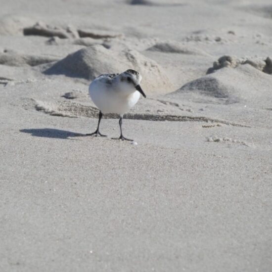 Ornitolog Artur Koliński - opinie ornitologiczne Warszawa