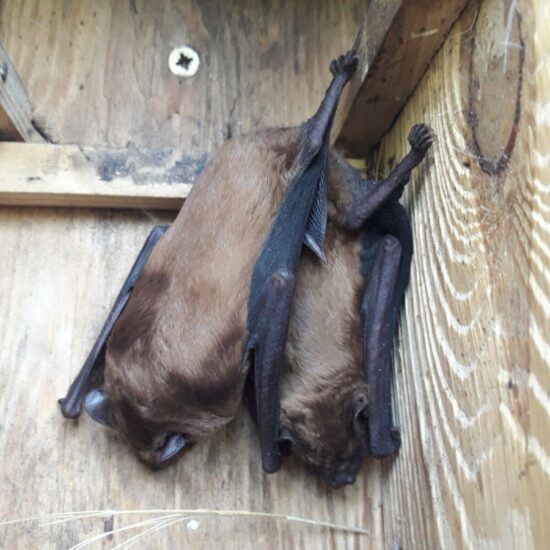 Ornitolog Artur Koliński - opinie ornitologiczne Warszawa