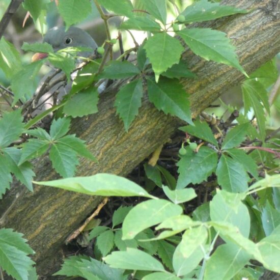 Ornitolog Artur Koliński - opinie ornitologiczne Warszawa