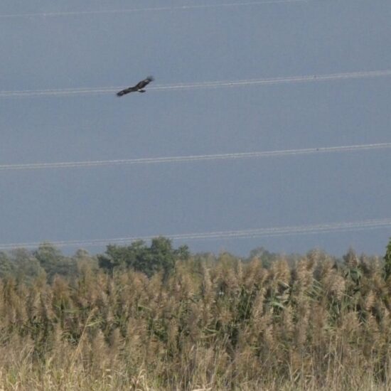 Ornitolog Artur Koliński - opinie ornitologiczne Warszawa