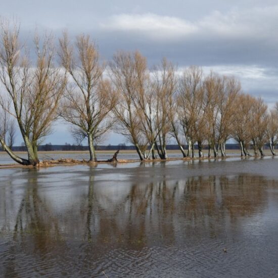 Ornitolog Artur Koliński - opinie ornitologiczne Warszawa