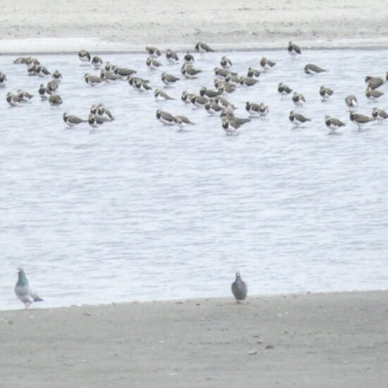 Ornitolog Artur Koliński - opinie ornitologiczne Warszawa