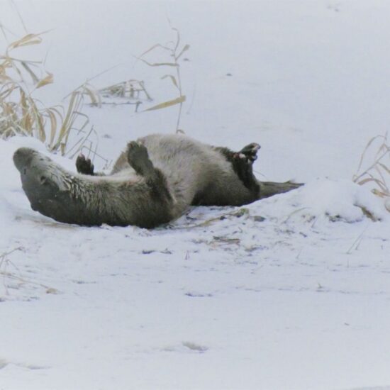 Ornitolog Artur Koliński - opinie ornitologiczne Warszawa